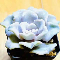 2025年最新】クリスペートビューティーの人気アイテム - メルカリ