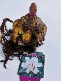 カサブランカ　球根　発芽してます　特大　白百合　第4種郵便