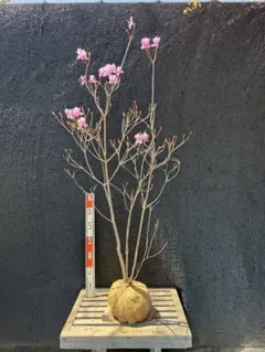 ミツバツツジ 白花 大株 【品番3622】 - メルカリ