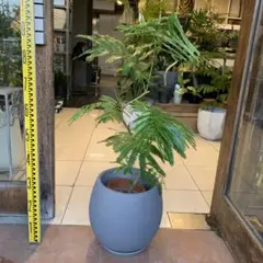 2026年最新】エバーフレッシュの人気アイテム - メルカリ