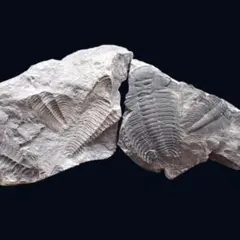 2026年最新】ネガポジ化石の人気アイテム - メルカリ
