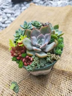 多肉植物＊エケベリアセダムミニ寄せ植えセット③カット苗根付き苗