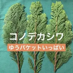コノデカシワ 切り枝 クリスマス スワッグ　コニファー　葉　ゆうパケットいっぱい