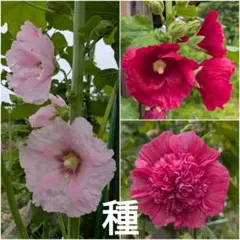 タチアオイ（アルセア）の種　60 粒程度
