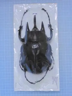 最後の在庫 ペルー産 ギガンテウスシワバネクワガタ 72mm 42mmペア