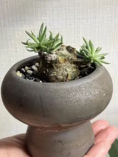 2025年最新】チレコドン ペアルソニーの人気アイテム - メルカリ