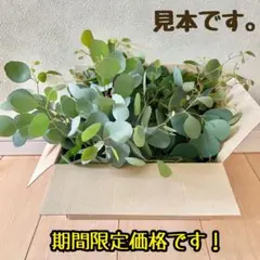 2026年最新】ユーカリ ポポラス 苗の人気アイテム - メルカリ