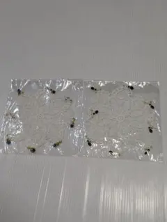 Item thumbnail for item bfe69269-a8d1-42b1-a7d9-24039e0e4e36