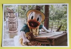 東京ディズニーリゾート ドナルドダック ポストカード
