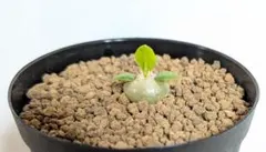 メル90110様 リクエスト 2点 まとめ商品