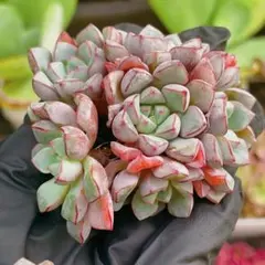 速達　✩Cazumi✩様 リクエスト 2点 まとめ商品