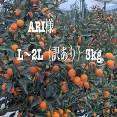 ARI様専用ページ