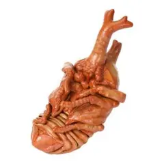 いきもの大図鑑アドバンス カブトムシ（蛹）