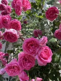 北海道〜本州限定販売)キングローズ 薔薇 挿し木苗 つるバラ 抜き苗
