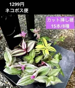 No.11【ボリュームセット♪】ムラサキオモト オーロラ♥️小株12株つき