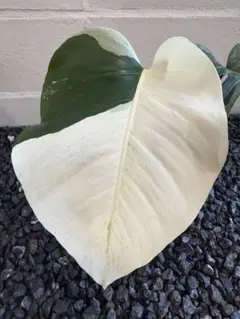 超希少　斑入り本物　モンステラ デリシオサ X ボルシギアナ　トライカラーミント borsigiana-mint-variegata-