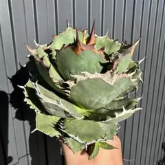 2025年最新】オアハカ 子株の人気アイテム - メルカリ