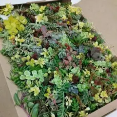 セダム　詰め合わせ20種類　カット苗　ネコポス匿名配送