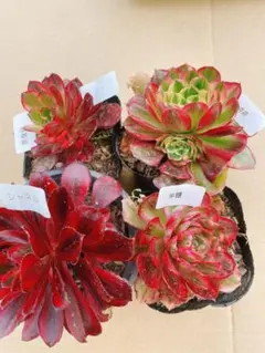 67 多肉植物 アエオニウム 抜き苗 4種セット
