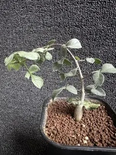 410 コミフォラ エイル Commiphora spp 実生 簡単に葉が落ちる - メルカリ