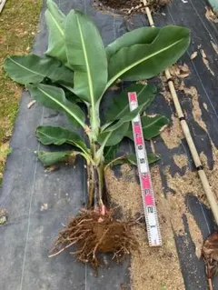 巨大150㎝ひたすら甘い◇ドワーフ台湾＝バナナ苗◇感涙昭和のバナナ