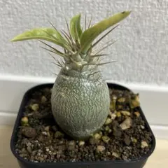 2026年最新】パキポディウム レアリーの人気アイテム - メルカリ