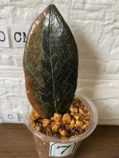 新芽出 ザミオクルカス ブラック ピンクバリエガータ斑入りZZ plant