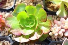 r*★様 多肉植物　アエオニウム・花月夜
