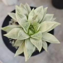 じぇむ様 リクエスト 2点 まとめ商品