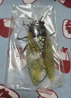 昆虫　ストラップ　アブラゼミ　蝉　セミ