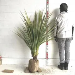 nami73様 リクエスト 2点 まとめ商品