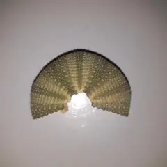 ウニの殻　半円形 約3cm(559番)