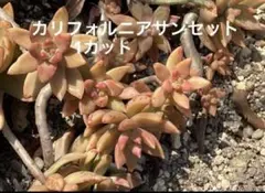 7種セット 多肉植物　カット苗