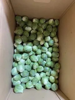 ２月２３日収穫発送！新鮮な芽キャベツ 800g