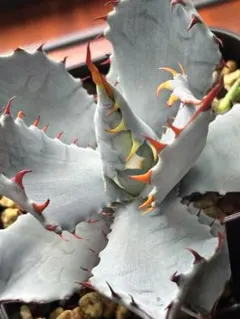 アガベ　ハイブリッド　屈原×雷神　真っ白個体発根済み アガベ ハイブリッド 屈原×雷神 真っ白個体発根済み