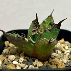 アガベ　チタノタ　シーザー　※発根済のサムネイル