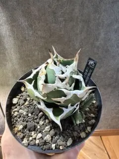 2026年最新】Cok アガベの人気アイテム - メルカリ