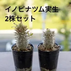 2025年最新】イノピナツムの人気アイテム - メルカリ