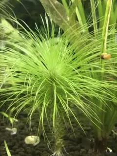 ☆　美種！ 珍種！ ホシクサspペドラ産　水上育成株　☆ ☆ 美種！ 珍種！ ホシクサspペドラ産 水上育成株 2株 極珍種