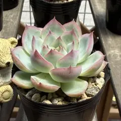 No.7 七福神 抜き苗 多肉植物 - メルカリ