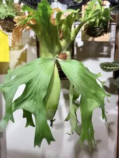 P. wallichii (Phetchabun.Thailand)ワリチー - メルカリ