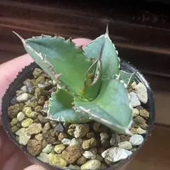 アガベ　オテロイ　実生