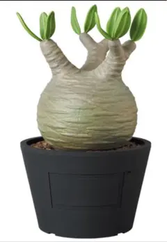 2025年最新】BOTANIZ メディコムトイの人気アイテム - メルカリ