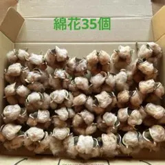 綿花　綿　ドライフラワー　 コットンフラワー