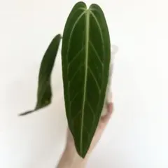 アンスリウム ワロクアナム ダークナロー ネコポス - メルカリ