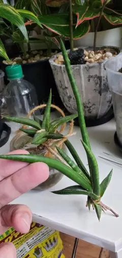 2025年最新】サンスベリアの人気アイテム - メルカリ