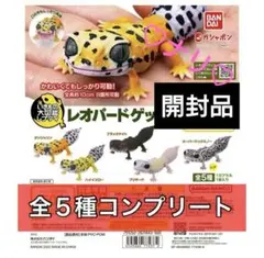 全5種セット　開封品　いきもの大図鑑レプティ　レオパードゲッコー　生き物　ガチャ