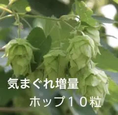 ☆ホップ種子気まぐれ増量１０粒　ドライフラワー、グリーンカーテンに人気