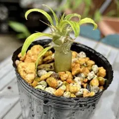 抜き苗で発送します パキポディウム　ラメリー / ラモスム パキポディウム ラメリー ラモサム 実生苗① - メルカリ