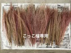 コキアのドライフラワー（こっこ様専用）